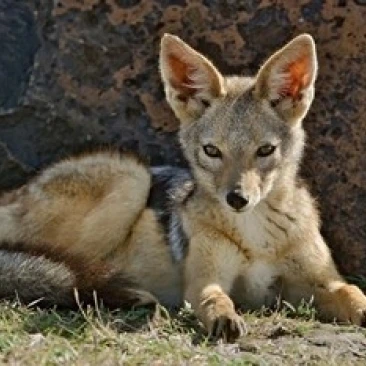 Black-backed Jackal resting  Masai Mara  Kenya Poster Print by Adam Jones (24 x 15)