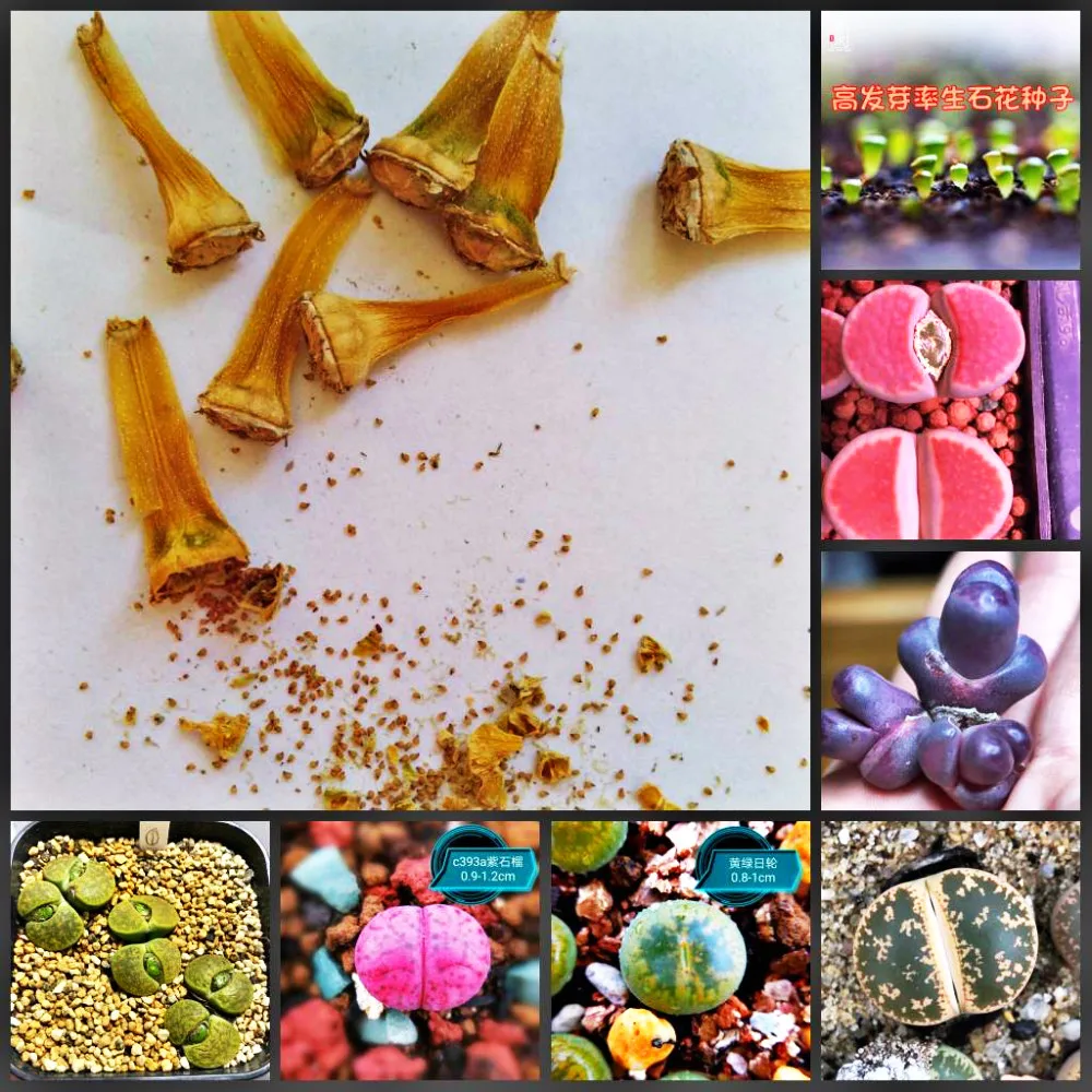 

50pcs Mix Lithops bonsai Living Stones Flower Succulent Cactus Organic Plant Home Garden