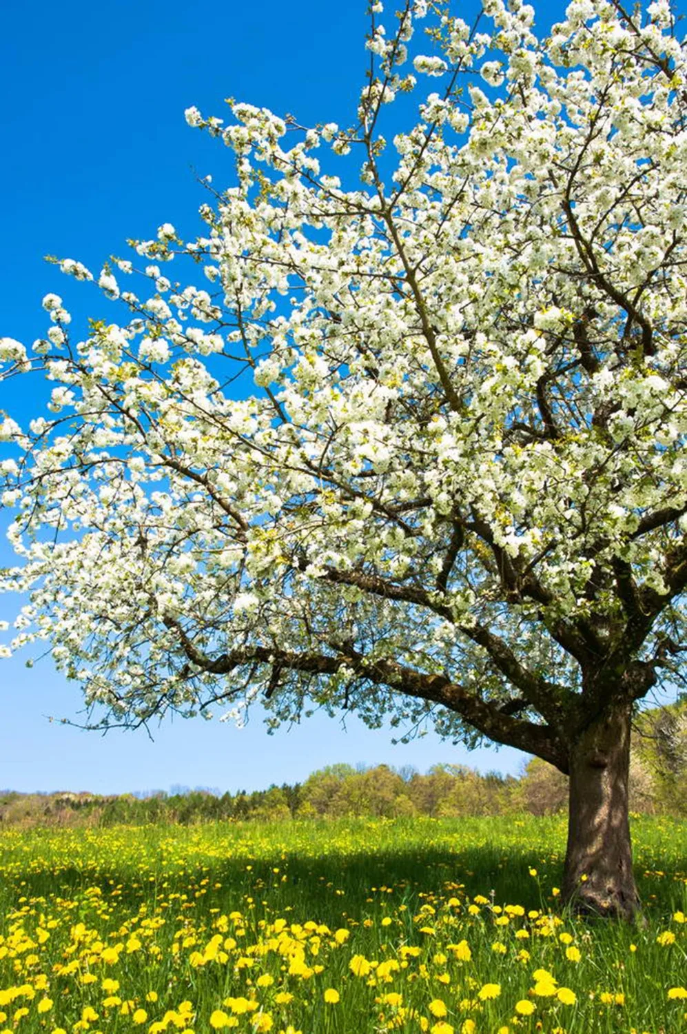 

2017 Spring Flowers Photographic Backgrounds Children Photo Backdrops Vinyl Backgrounds For Photo Studio Fotografia