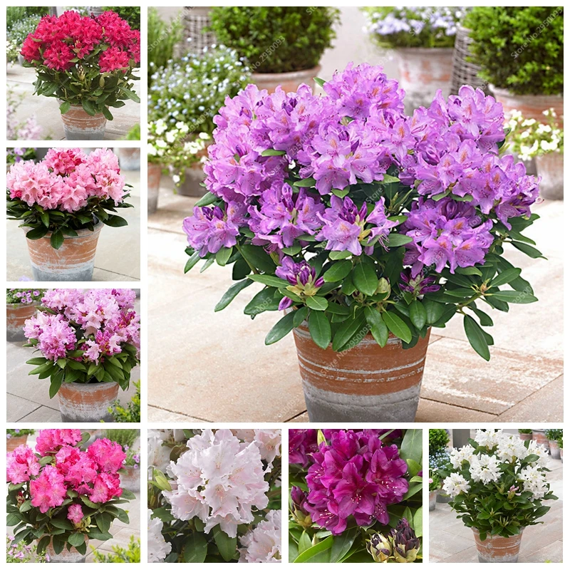 

100 pcs / bag Japanese Azalea Bonsai Rhododendron Azalea Outdoor Flower Potted Flore Tree DIY Plant Home Garden Easy to Grow