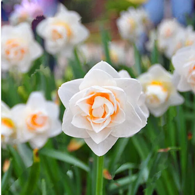 MultiVarieties Daffodil Seeds, 100pcs/pack