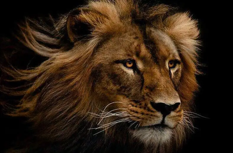 

Full Square 5D DIY Diamond Painting "lion" Embroidery Cross Stitch Mosaic Home Decor Gif