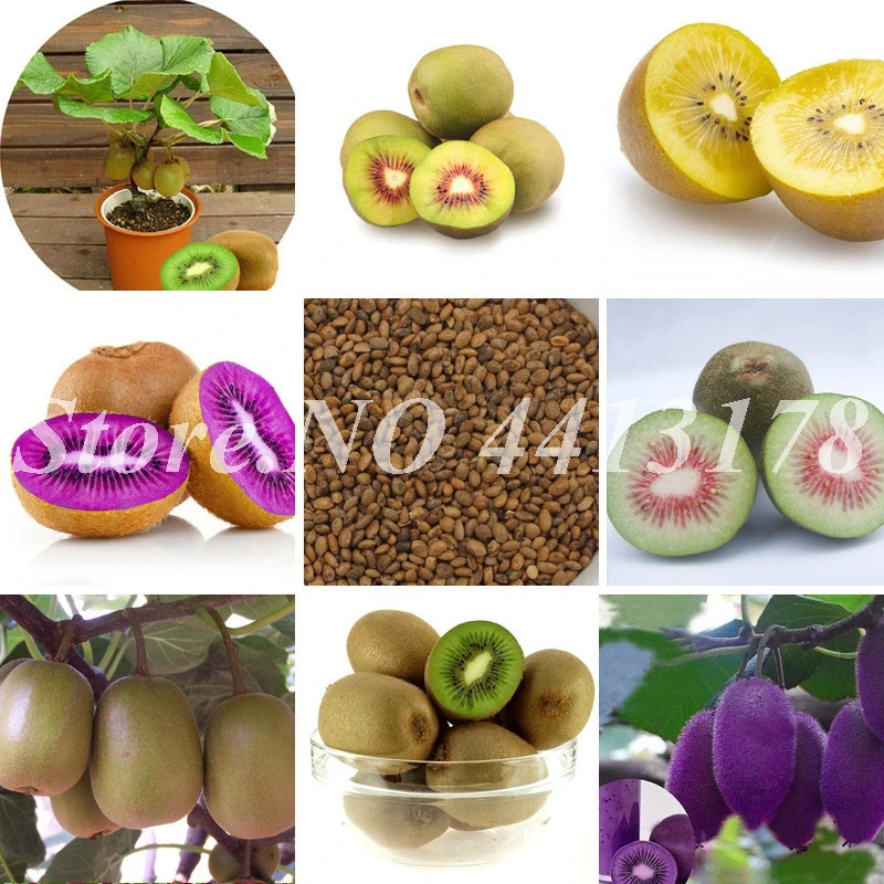 

200 Pcs Mini Kiwi Fruit,Thumb Kiwi ,Bonsai Organic Heirloom Vegetable Fruit Planta, Rare Potted Plant for Home Garden Flower Pot