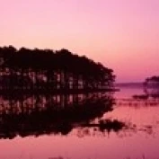 Panoramic View Of The National Forest During Sunset Chincoteague National Wildlife Refuge Virginia USA (36 x 12)