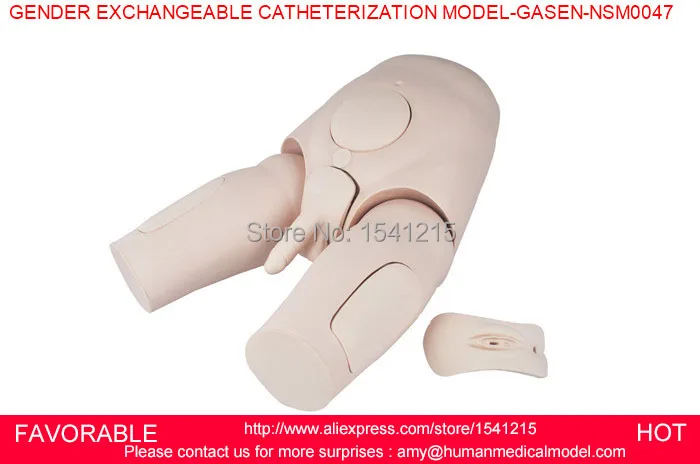 CATHETERIZATION MANIKIN MODEL,URINARY MODEL,MALE/FEMALE CATHETERIZATION,GENDER EXCHANGEABLE CATHETERIZATION MODEL-GASEN-NSM0047 CATHETERIZATION MANIKIN MODEL,URINARY MODEL,MALE/FEMALE CATHETERIZATION,GENDER EXCHANGEABLE CATHETERIZATION MODEL-GASEN-NSM0047