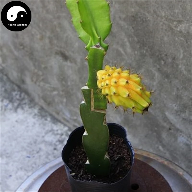 

Buy Dragon Fruit Semente 50pcs Plant Hylocereus Undatus For Yellow Pitahaya