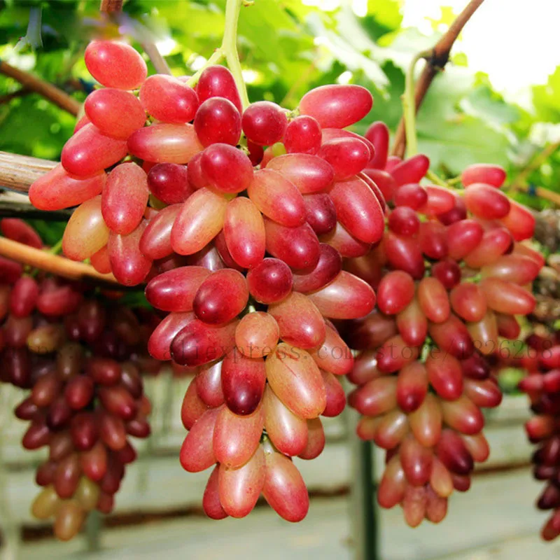 

YVYOO 30 pcs/bag Grape Tree seedsplants Grape bonsai Grows Fruits Bonsai Non-GMO plants balcony potted garden plants B38