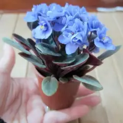 Красивое растение бонсай цветок бонсай, Африканский Мини небесно-голубой фиолетовый бонсай-30 шт