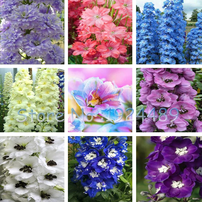 Rare 18 different colors of Rocket larkspur seed Consolida Ajacis Delphinium Flowers potted font b bonsai