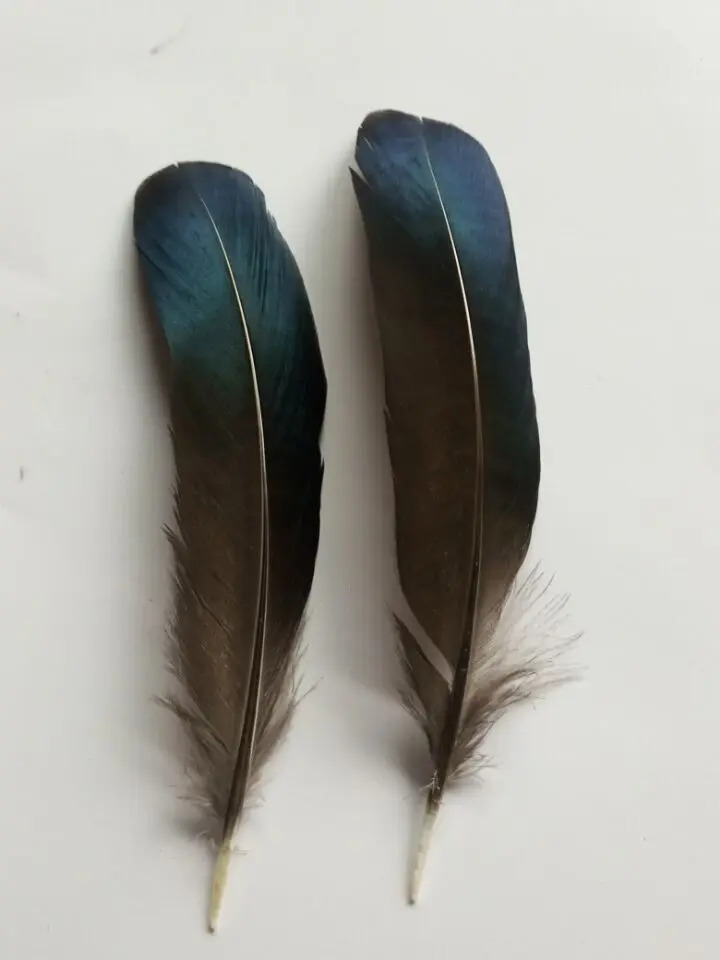 гусиное перо. перо макро. перышко. гусиное перо для письма. перья птиц.