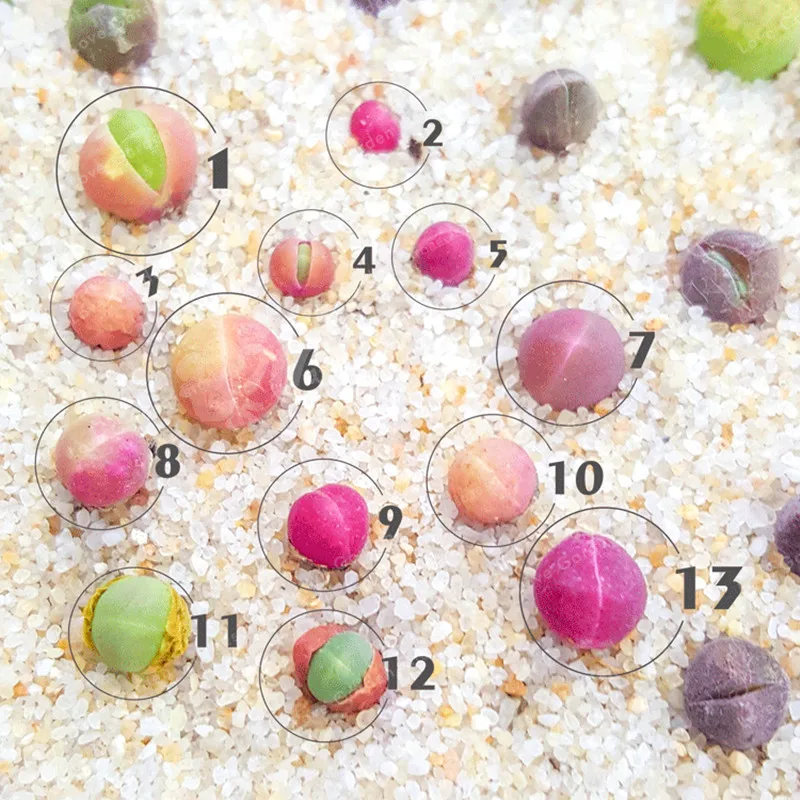 Качественные суккулентные растения бонсай 100 шт в упаковке Gibbaeum Heathii очень Rale