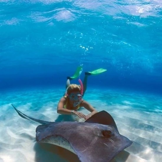 Stingray City  Grand Cayman  Cayman Islands  Caribbean Poster Print by Greg Johnston (18 x 27)