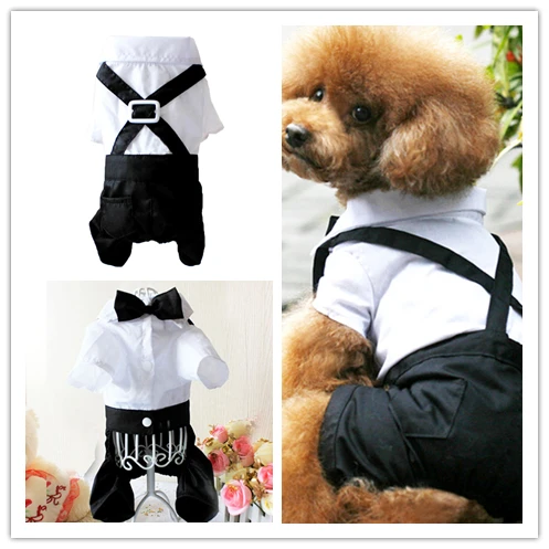 puppy wedding outfits