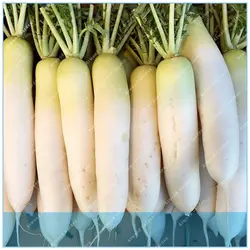 ZLKING 100 шт. белый редис продажи Органический овощной