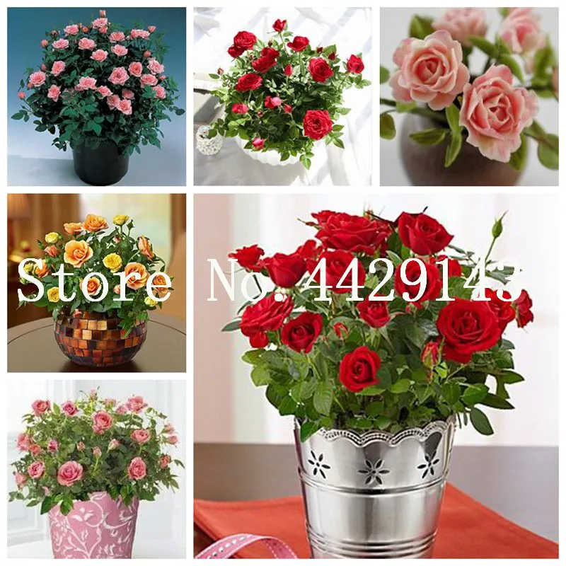 

Sale! 100 pcs/bag Rose bonsai rose tree rare blue rose perennial indoor or outdoor potted plants diy for home garden planting