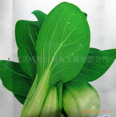 

May spread rape bonsais 2 hot organic vegetable bonsais 100pcs