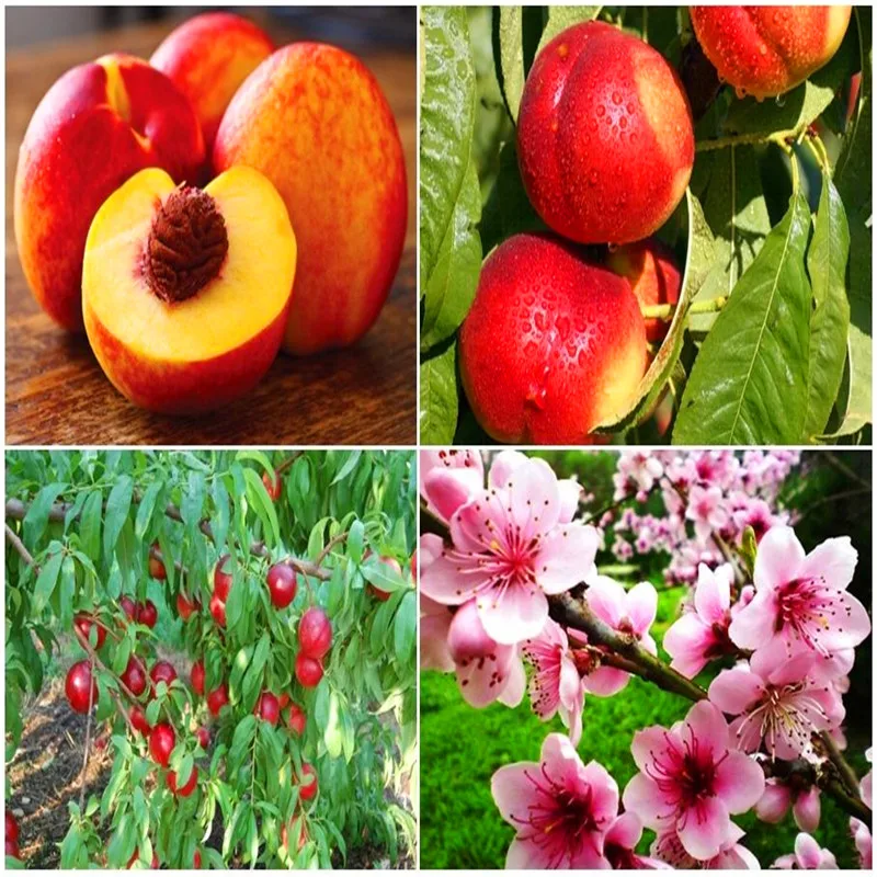 

2pcs Nectarine Peach Fresh Fruit - Prunus persica Sweet Honey Tree of perennial garden for garden