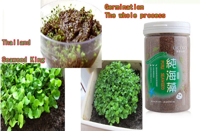 6 бутылок маска для красоты из морских водорослей сужение пор белой водой|shrink