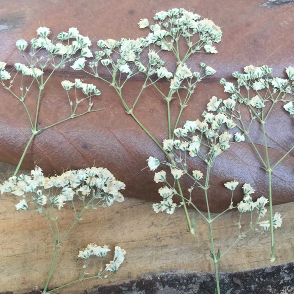 12PCS Natural Pressed Flower for Card Making & Floral Arranging DIY Decor Gypsophila