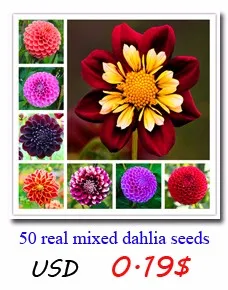 dalihua123