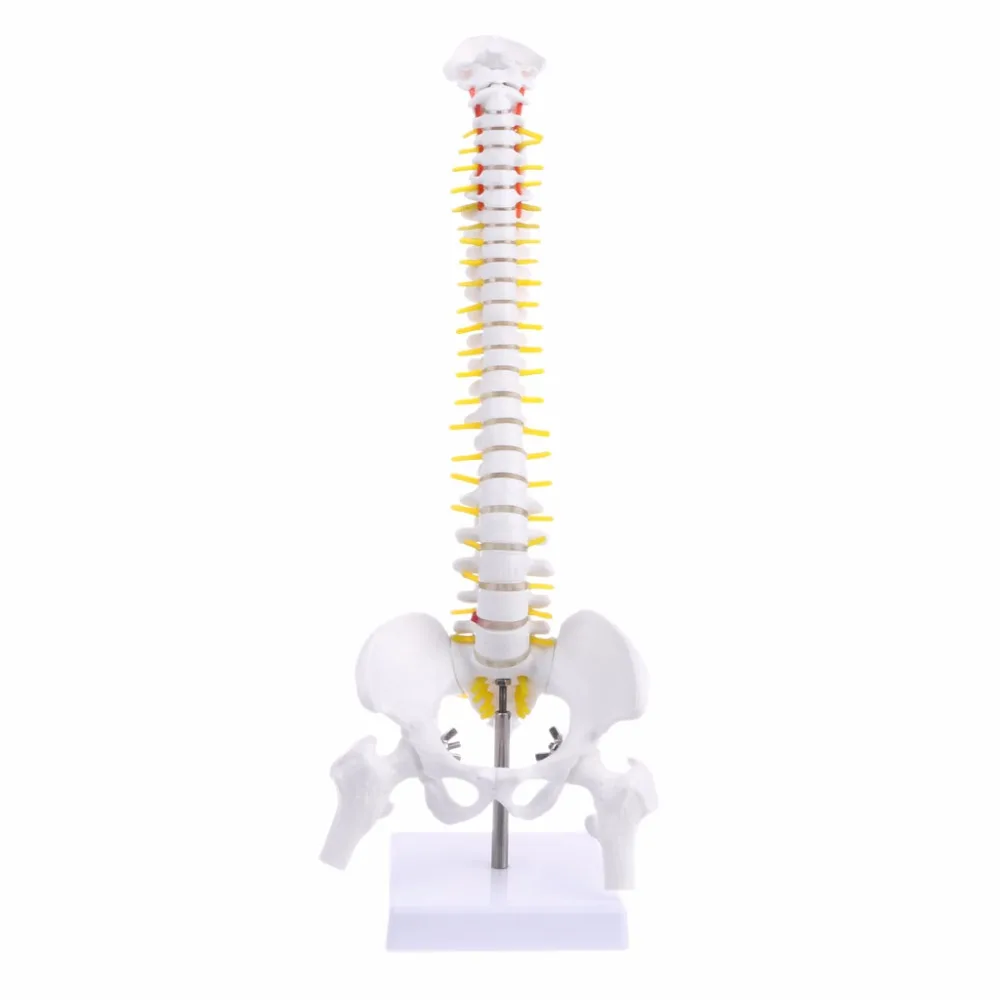 

45cm Human Anatomical Spine with Pelvic Flexible Model Medical Learn Aid Anatomy