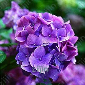 

30Pcs Climbing Hydrangea bonsai,Hydrangea Paniculata 'Vanilla Fraise',Bonsai Hydrangea Flower plant,Potted Plant for Home Garden