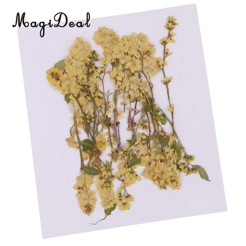 

20pcs Pressed Yellow Real Dried Flower for DIY Jewelry Making Necklace Pendants Charms Resin Casting DIY Ornament 4-10cm