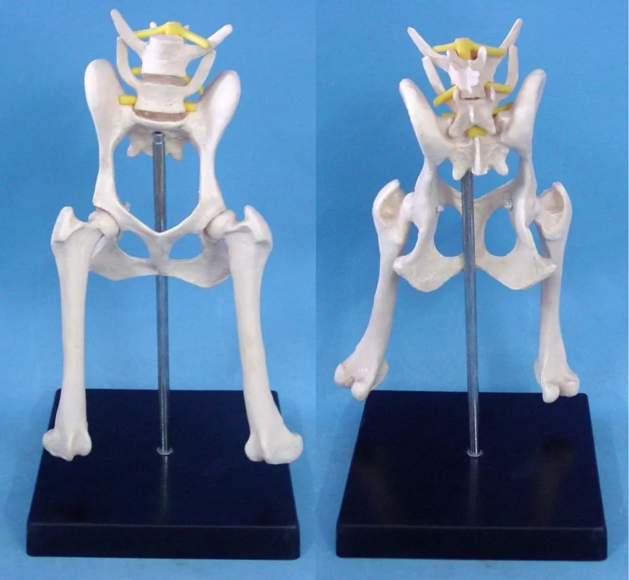 dog Lumbar hip joint model Animal anatomy model Veterinary appliances