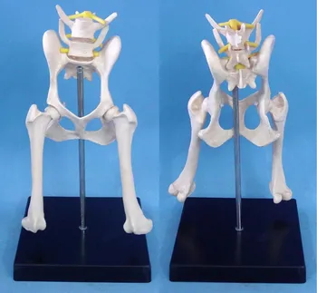 

dog Lumbar hip joint model Animal anatomy model Veterinary appliances free shipping