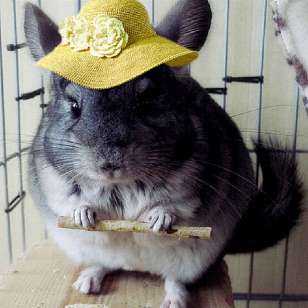 small pets for sale