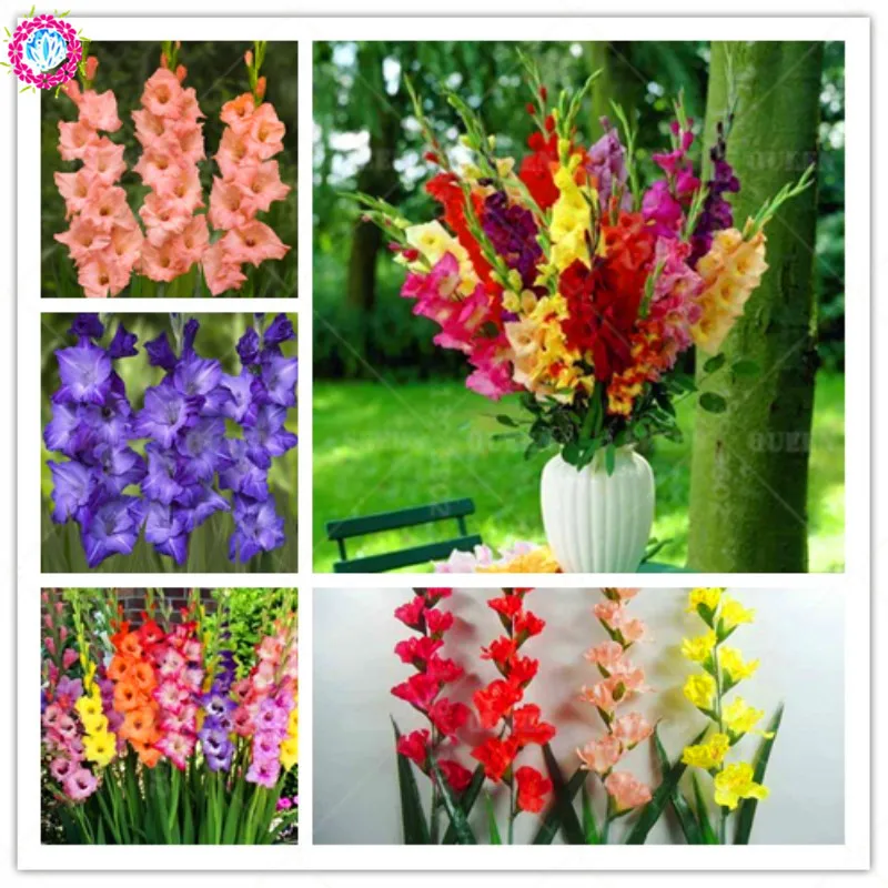 

100pcs/bag Perennial Gladiolus Flower Rare Sword Orchid Lily For DIY Home Garden Planting Supplies Potted Decoration