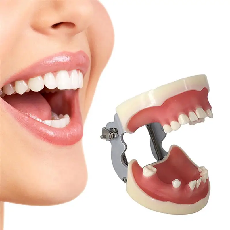 

1PC Epoxy Resin Safe Practical Nontoxic Dental Implant Mold Practice Model Oral Model for Study Education Practice Teaching