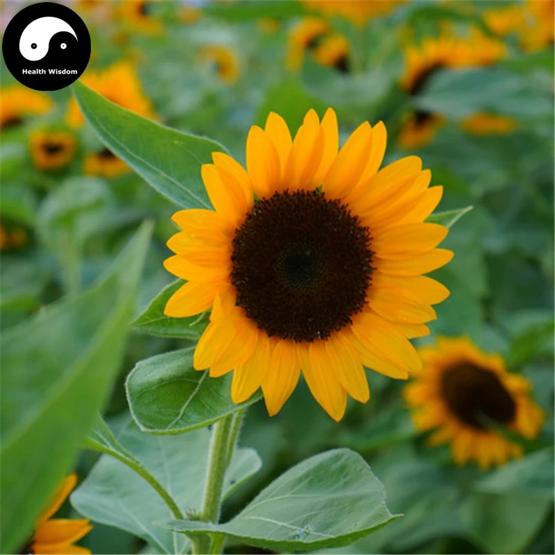 Buy Helianthus Annus Flower Semente 300pcs Plant Chinese Sunflower