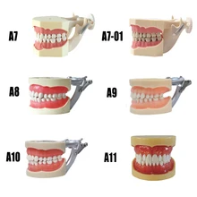 Модель зуба обучающая Модель со съемными зубами с жесткими и мягкие десны модель для изучения зубов для 28 зубов и 32 зуба