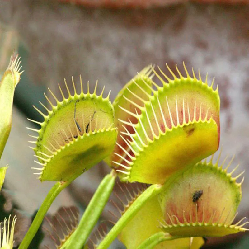 

ZLKING Interesting 50 Pcs Flytrap Potted Bonsai Mini Carnivorous Plant Summer Essentials Easy to Grow