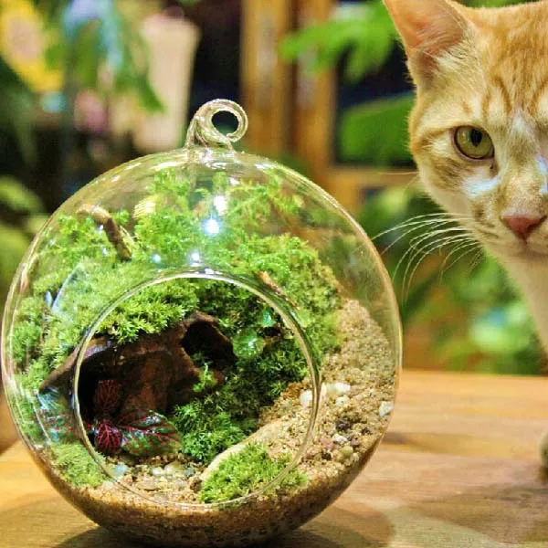 

Free shipping Creative landscape ecological bottle, hanging glass, DIY transparent small round vase