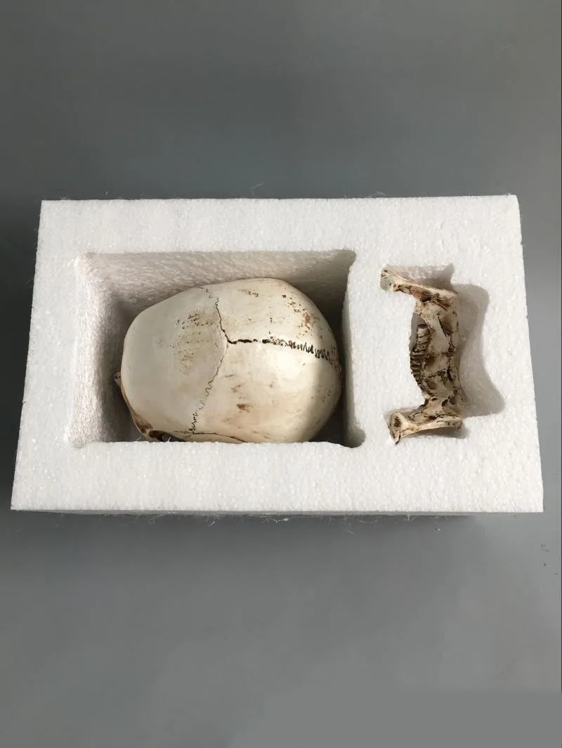 

Quality 1: 1 resin skull model painting arts human musculoskeletal anatomy skull skeleton model