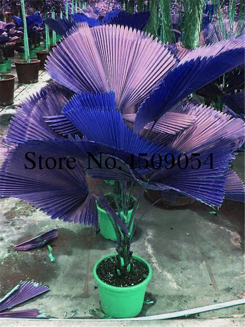 2018! 30pcs Chinese Fan Palm Bonsai Ornamental Plant Chinensis Plants