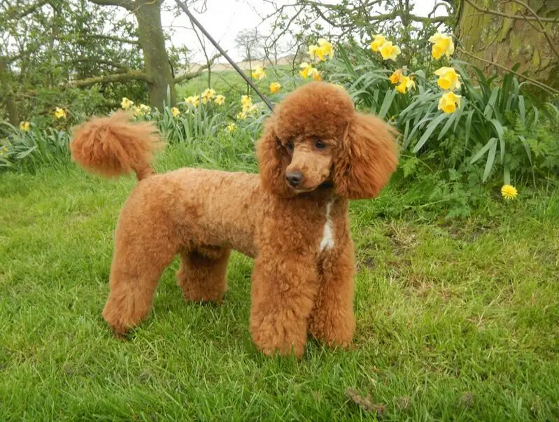 cute pet Dogs Crown Poodle