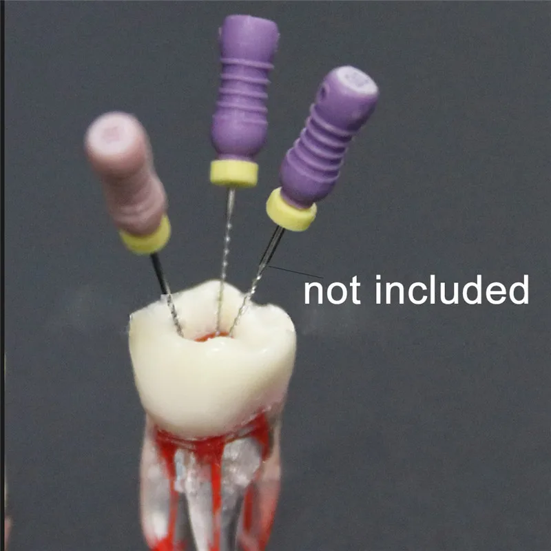 11 Resin Dental Model RCT Root Canal Teaching Tooth Practice Operation