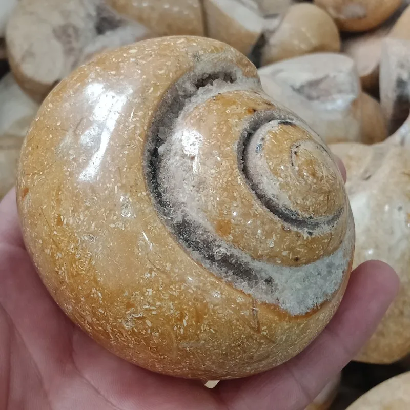 

DHXYZB 100-750g natural Top shell trochid fossil healing chakra reiki gem mineral specimen energy stone collection free shipping