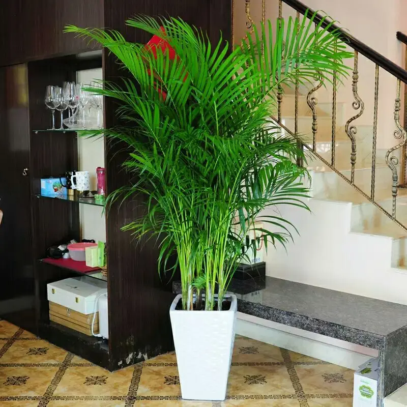 5 Pcs Chrysalidocarpus Lutescens Areca Plants Bonsai Home Decor Palm Houseplant Indoor Plants Butterfly Palm Bonsai Air Plants 5 Pcs Chrysalidocarpus Lutescens Areca Plants Bonsai Home Decor Palm Houseplant Indoor Plants Butterfly Palm Bonsai Air Plants