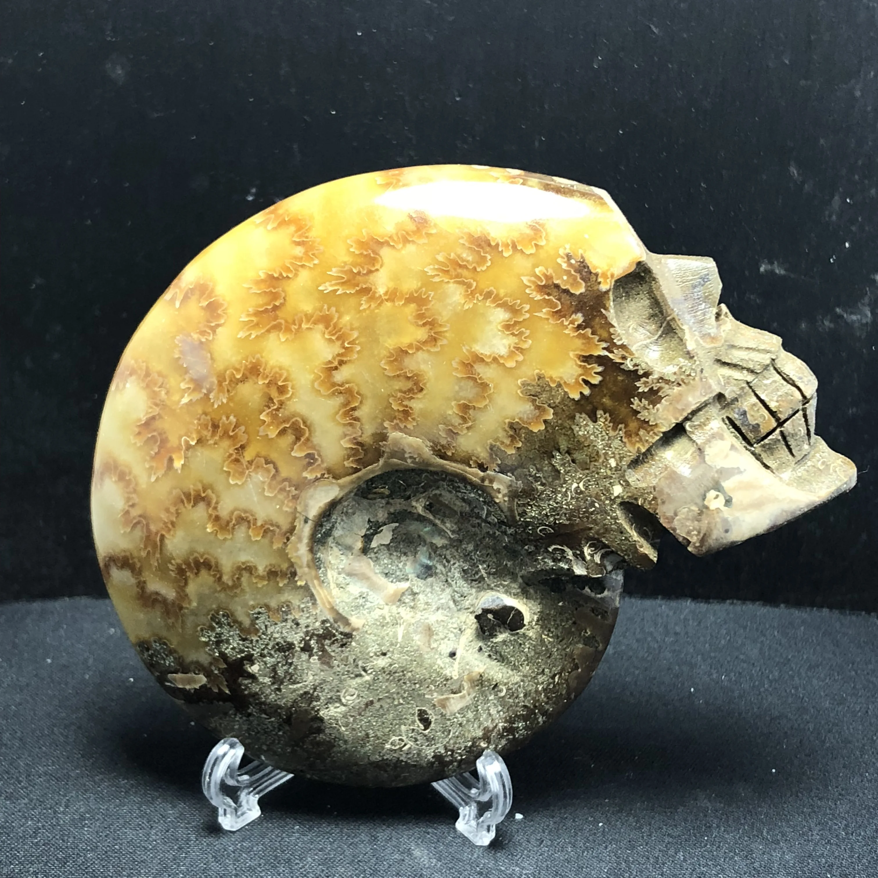

Natural stone and mineral snail fossils slice carved skull, feng shui ornaments, home decoration gifts