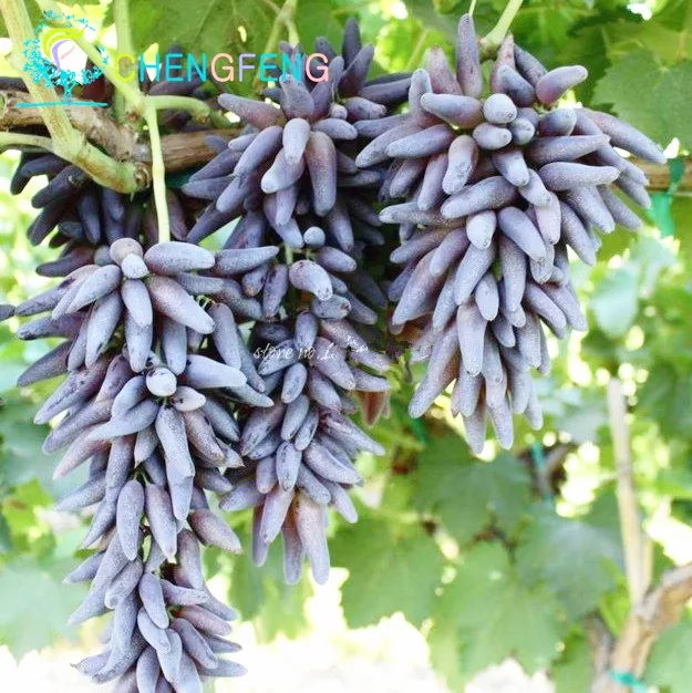 Купить Саженцы Кишмиша
