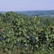 Bunch of grapes in a vineyard  Finger Lakes region  New York State  USA Poster Print (18 x 6)