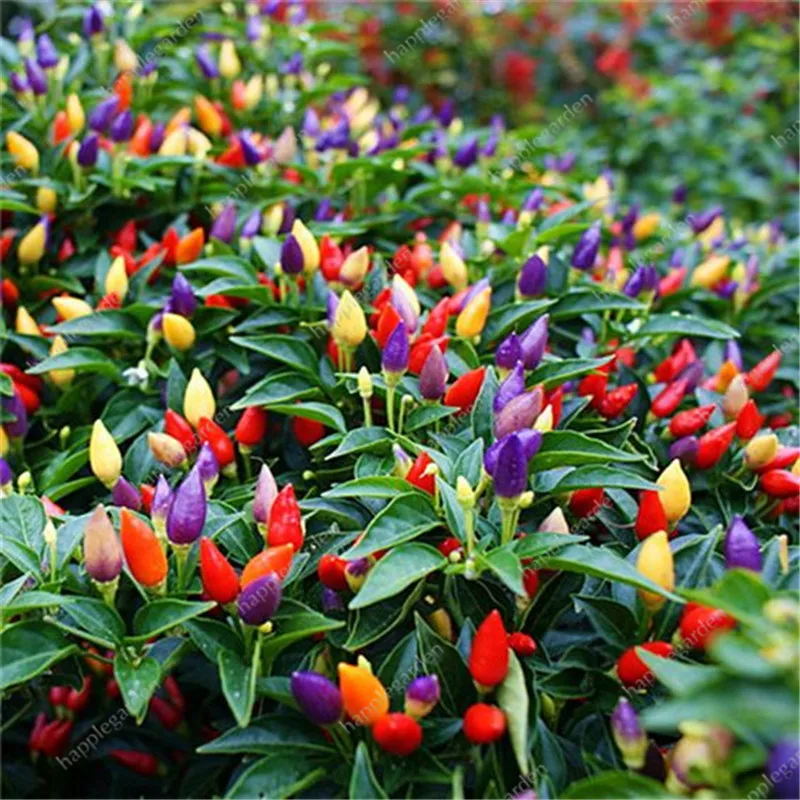 

Hot Sale! 100 Pcs Red Mini Cherry Pepper Bonsai, Early Maturity Mini Vegetable Bonsai Heart Shape Chili For Mini Garden Plants