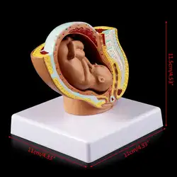 Модель плода 9th месяц ребенок плод плода беременность человек беременность плода развитие медицинская модель обучение медицине
