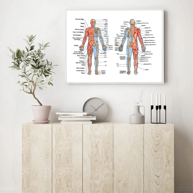 human skeleton from the posterior and anterior view wall art print