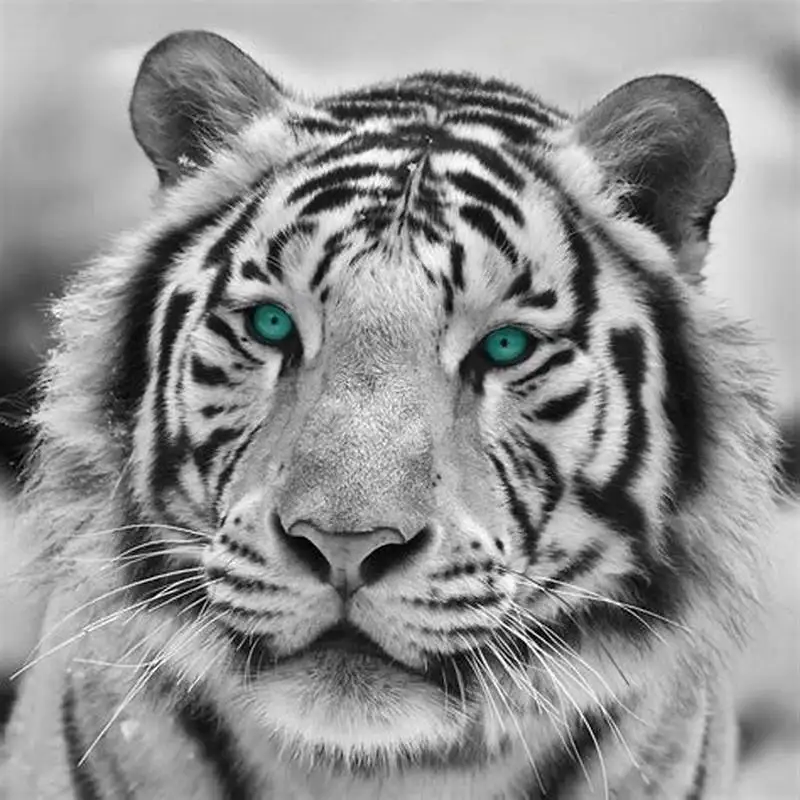 White Tiger Diamond Embroidery 5D Diamond Painting Kit Home Decor Wall