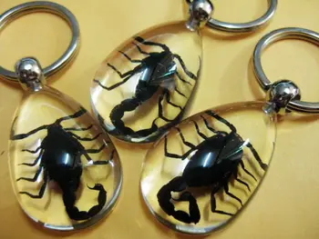 

FREE SHIPPING 20 Pcs real insect sexy insect jewelry real cool scorpion chic ice drop Xmas keychain ring